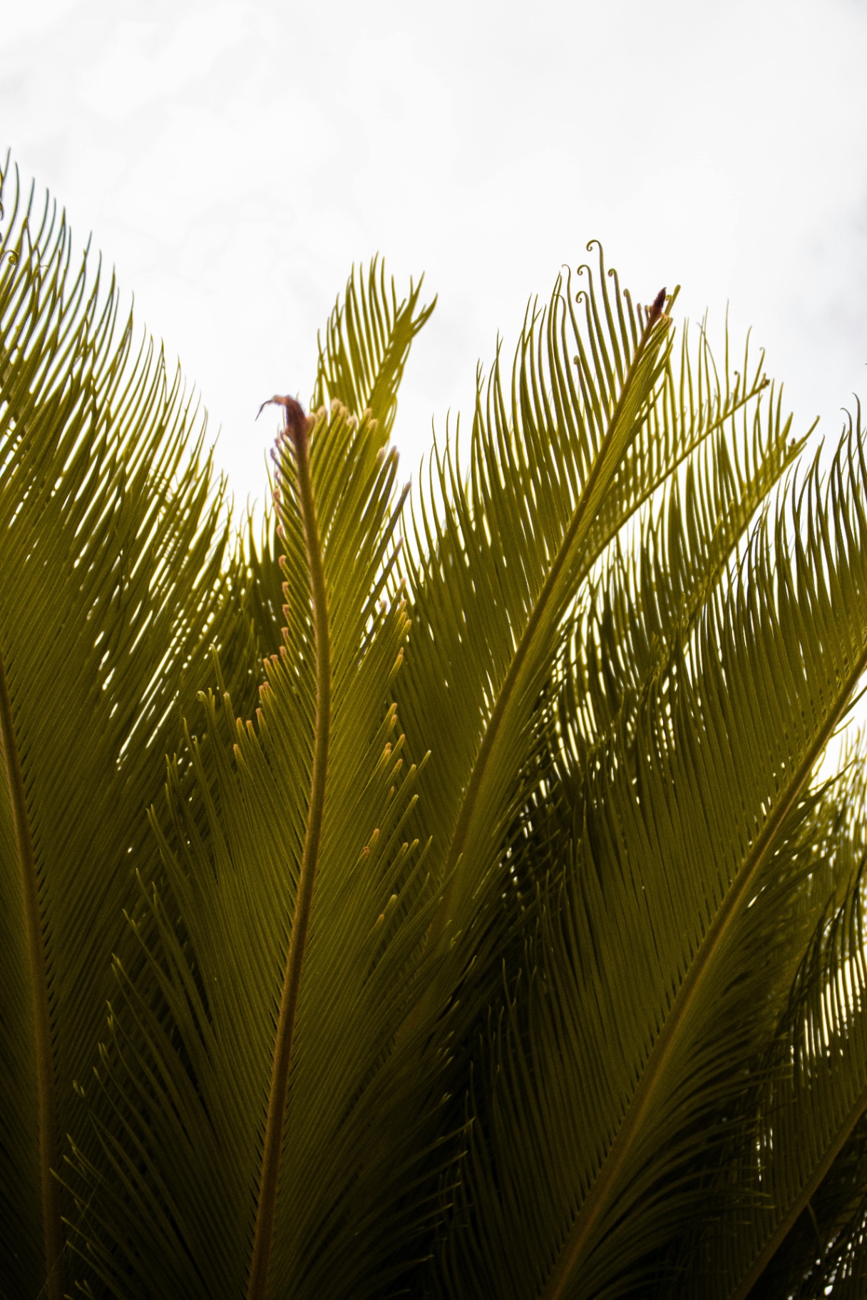 Editorial marketing photography for a Costa Rica property
